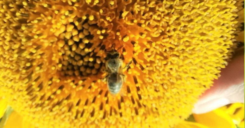 Özel yetiştirilen arılar görev başında