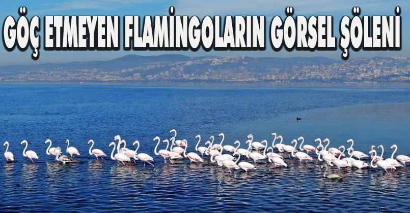 Göç etmeyen flamingoların görsel şöleni