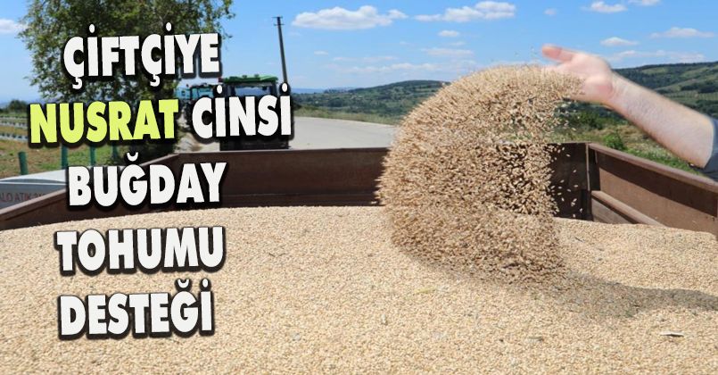 İzmit Belediyesi çiftçiye nusrat cinsi buğday tohumu desteği verecek