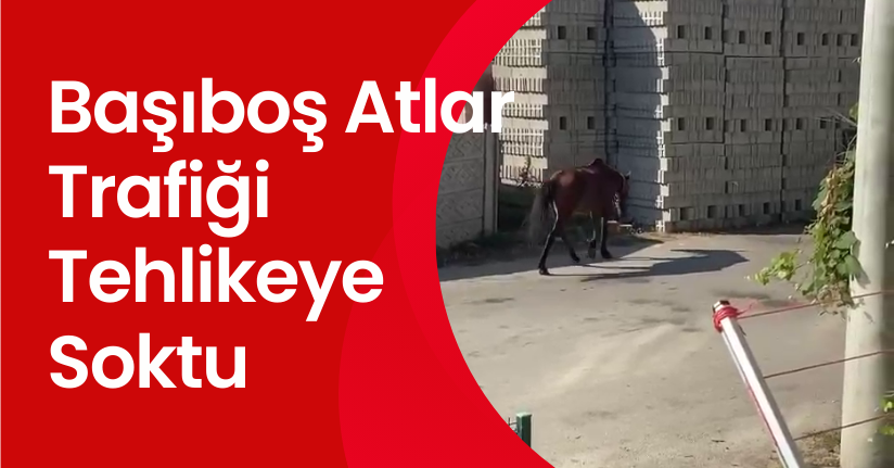 Başıboş Atlar Trafiği Tehlikeye Soktu