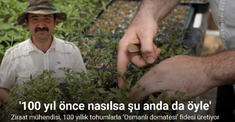Gümüşhaneli ziraat mühendisi, 100 yıllık tohumlarla ‘Osmanlı domatesi’ fidesi üretiyor