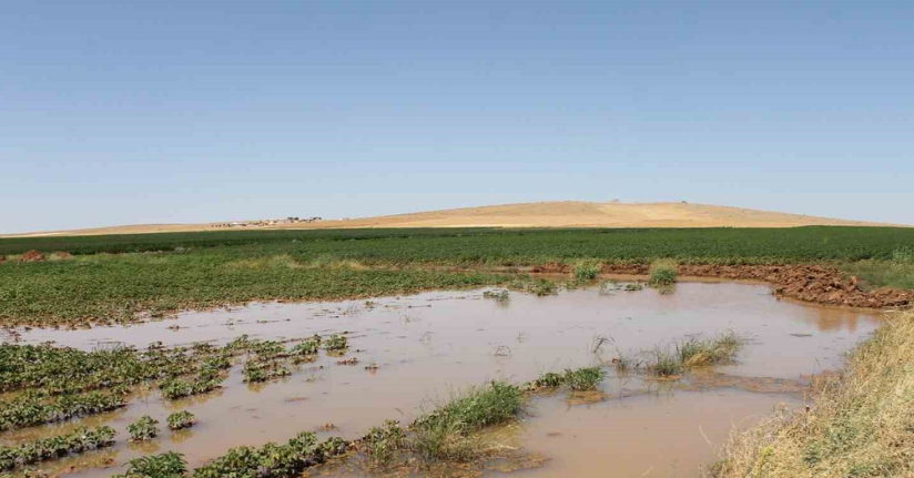 Şanlıurfa’da tarımsal sulamada elektrik tüketimi 3’e katlandı