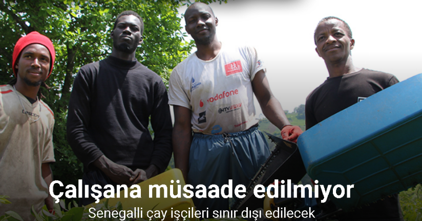 Senegalli çay işçileri kaçak çalıştıkları gerekçesiyle sınır dışı edilecek