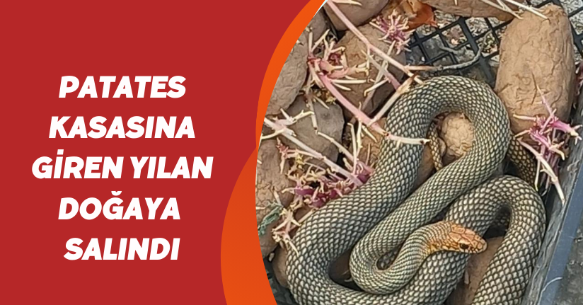 Patates kasasına giren yılan doğaya salındı