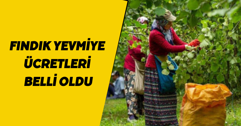 Fındık yevmiye ücretleri belli oldu