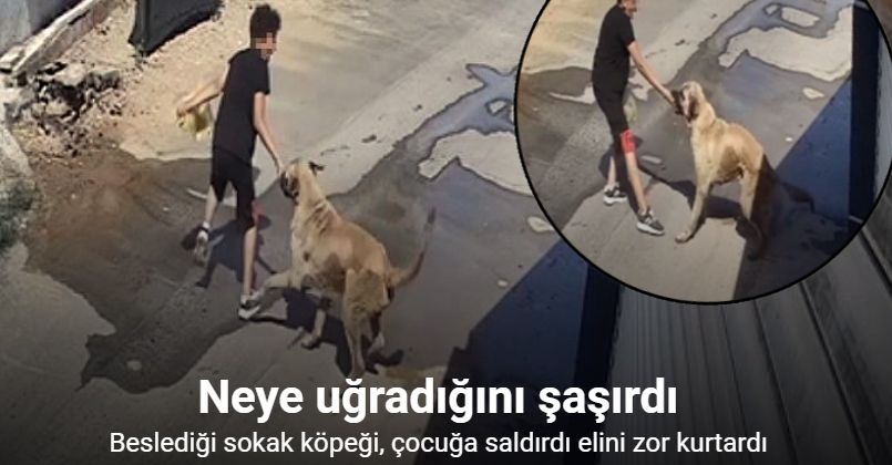 Beslediği sokak köpeği küçük çocuğa saldırdı, elini zor kurtardı