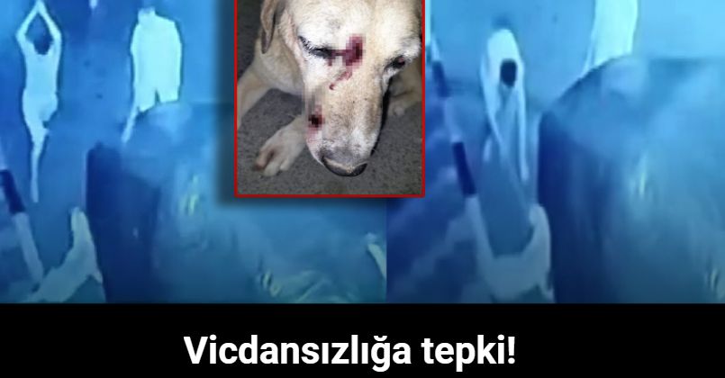 İzmir’de köpeğe sopalarla saldıran baba oğul adli kontrol şartıyla serbest!