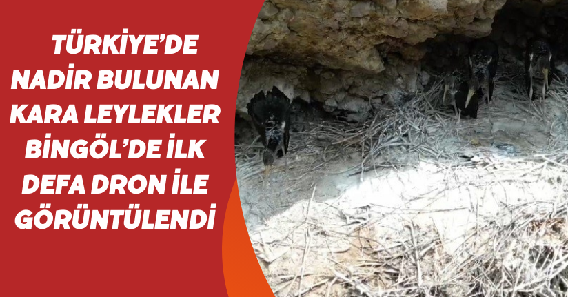 Türkiye’de nadir bulunan ’kara leylekler’ Bingöl’de ilk defa dron ile görüntülendi