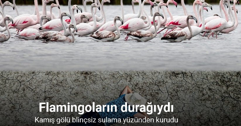 Bilinçsiz sulama, flamingoların durağı Kamış Gölü'nün kurumasına neden oldu