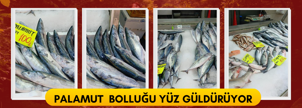 Palamut bolluğu vatandaşın yüzünü güldürüyor