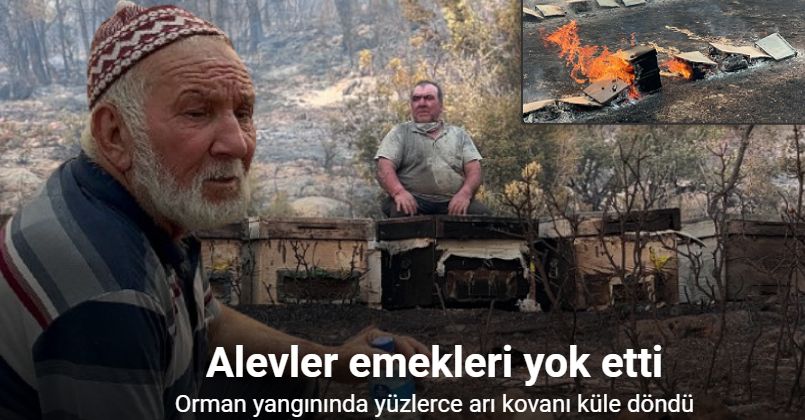 Alevler emekleri yok etti: Orman yangınında yüzlerce arı kovanı küle döndü