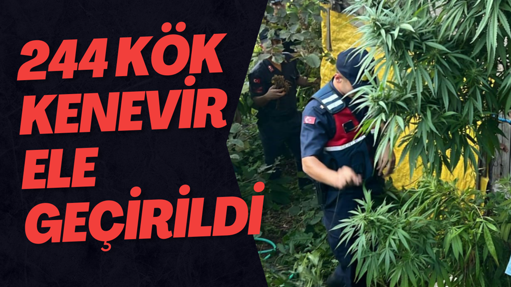 244 Kök Kenevir Ele Geçirildi