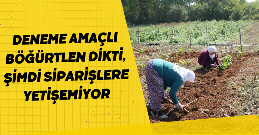 Deneme amaçlı böğürtlen dikti, şimdi siparişlere yetişemiyor