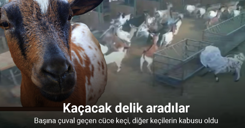 Başına çuval geçen cüce keçi, diğer keçilerin kabusu oldu