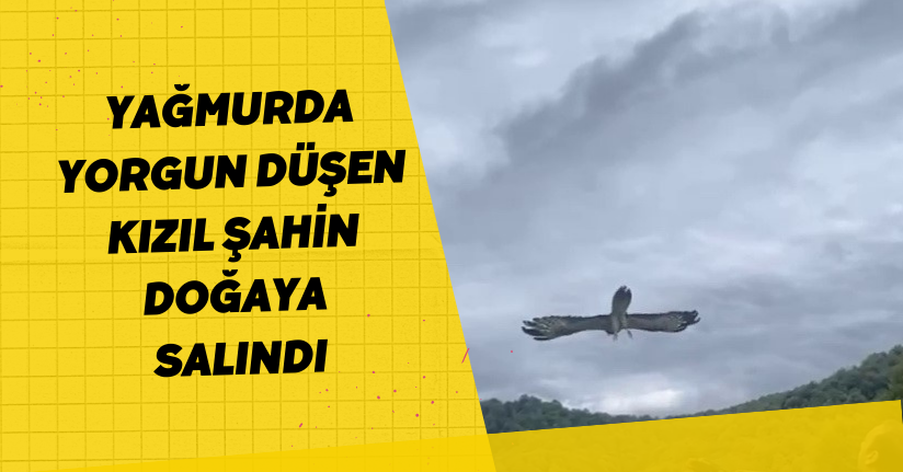 Yağmurda yorgun düşen kızıl şahin doğaya salındı