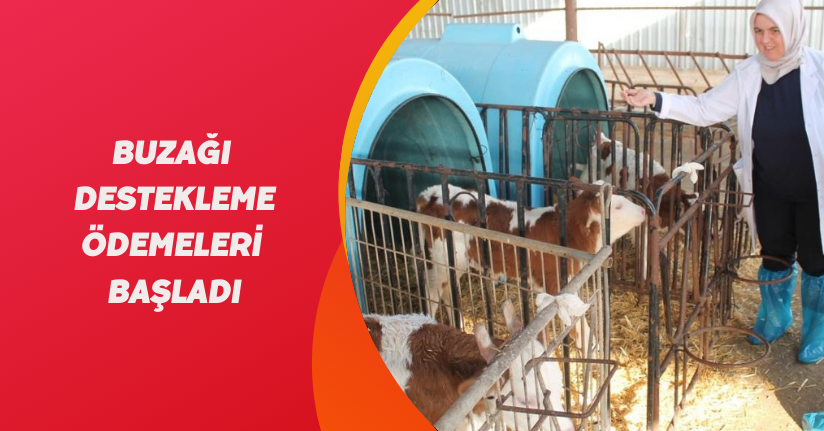 Buzağı destekleme ödemeleri başladı