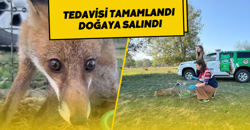 Tedavisi tamamlandı doğaya salındı