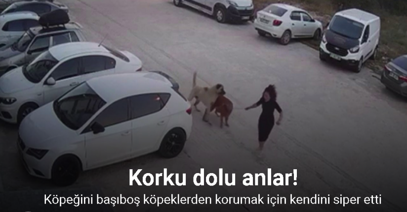 Köpeğini başıboş köpeklerden korumak için kendini siper etti