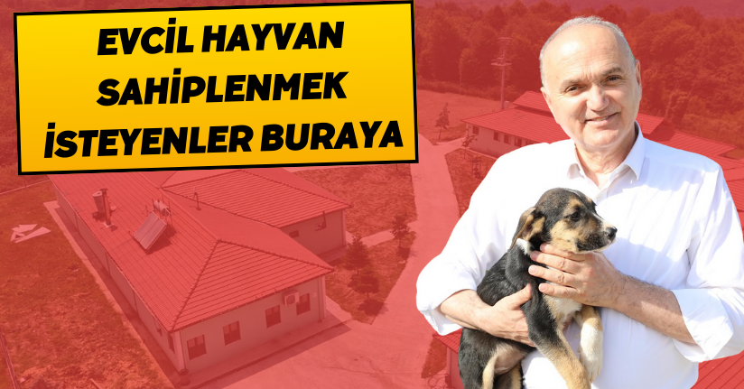 Evcil Hayvan Sahiplenmek İsteyenler Buraya