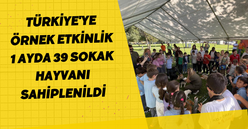  Türkiye'ye örnek etkinlik: 1 ayda 39 sokak hayvanı sahiplenildi