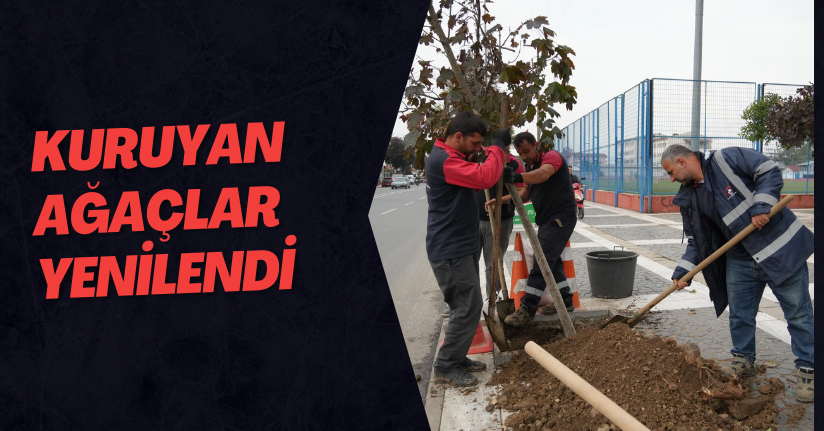 Kuruyan Ağaçlar Yenilendi