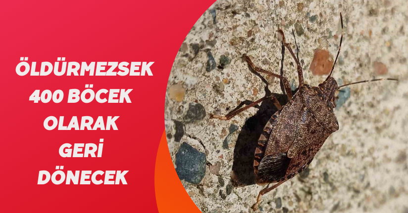 Kahverengi kokarcada kışlak uyarısı