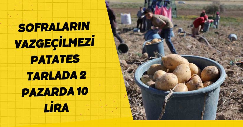 Sofraların vazgeçilmezi patates tarlada 2, pazarda 10 lira