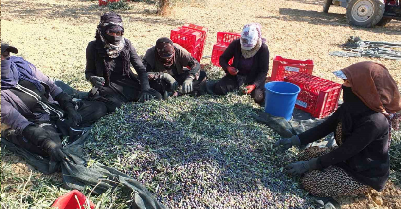 Kuraklık zeytini de vurdu