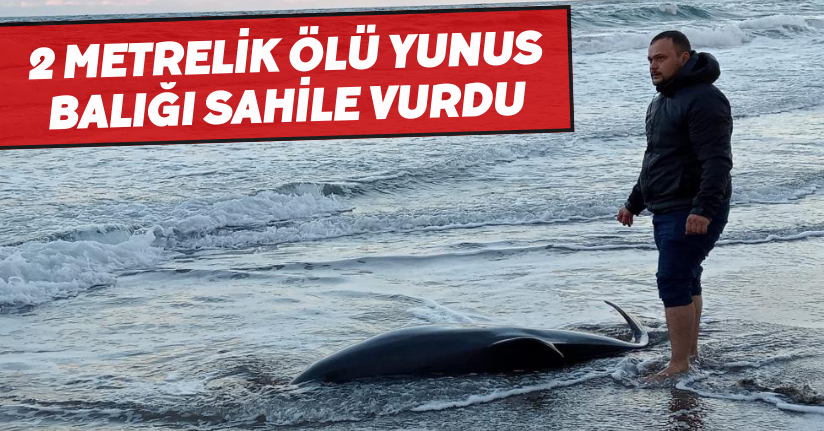 2 metrelik ölü yunus balığı sahile vurdu