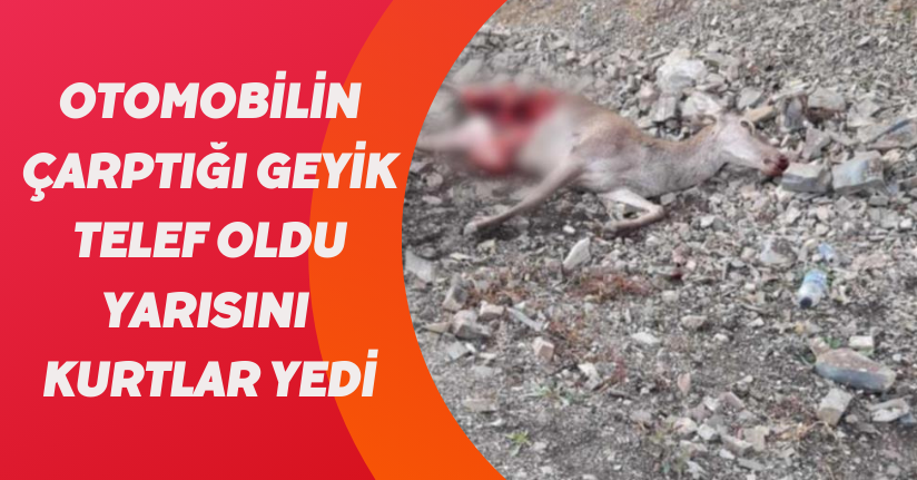 Otomobilin çarptığı geyik telef oldu: Yarısını kurtlar yedi