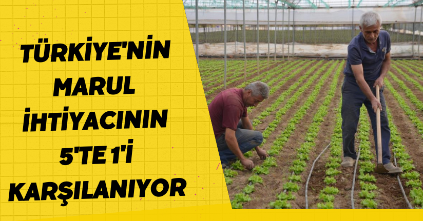 Türkiye'nin marul ihtiyacının 5'te 1'i karşılanıyor