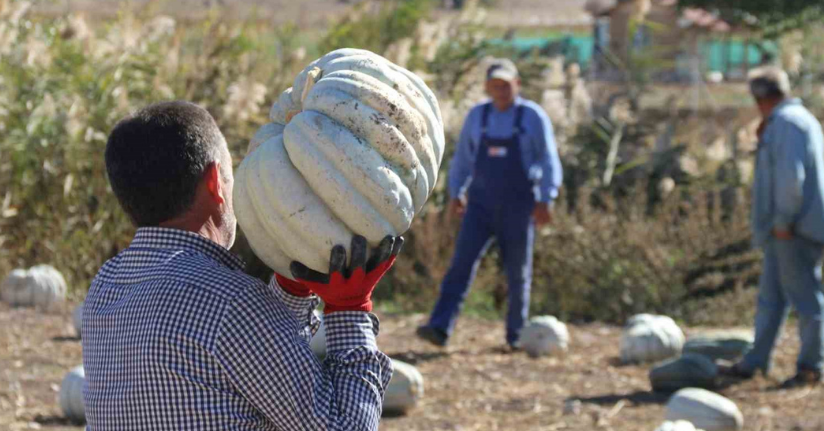 Tarlada 5, 11 kilometre uzaklıktaki pazarda ise 30 liradan satılıyor