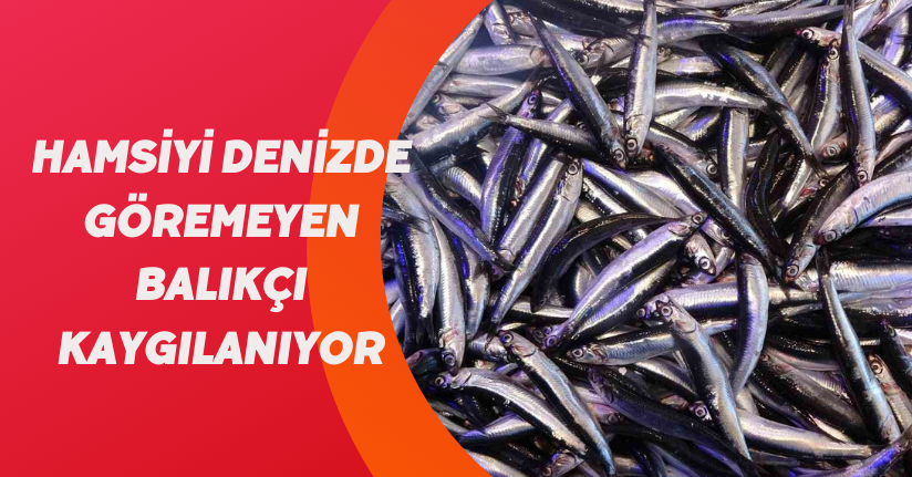 Hamsiyi denizde göremeyen balıkçı kaygılanıyor