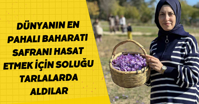 ‘Dünyanın en pahalı baharatı’ safranı hasat etmek için soluğu tarlalarda aldılar