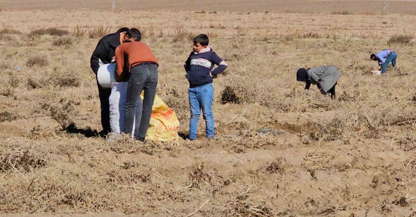 Çiftçiden vatandaşlara bedava patates