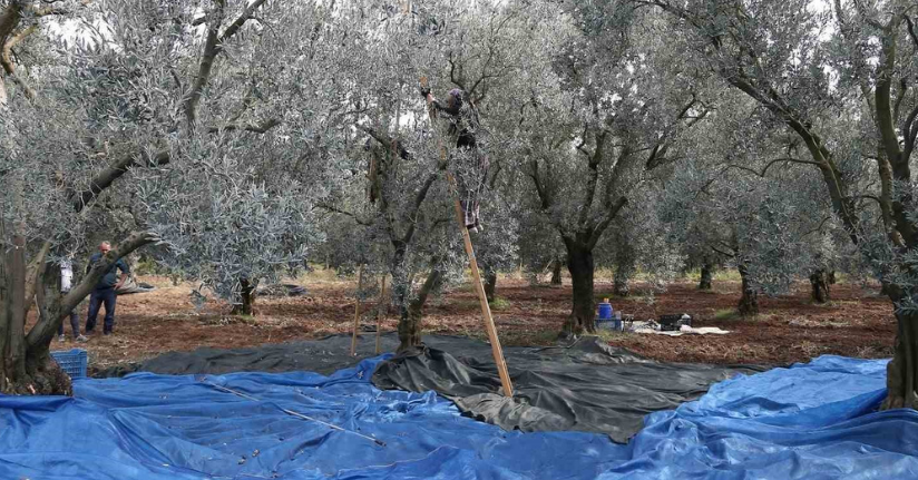 Zeytin bol piyasalar beklemede