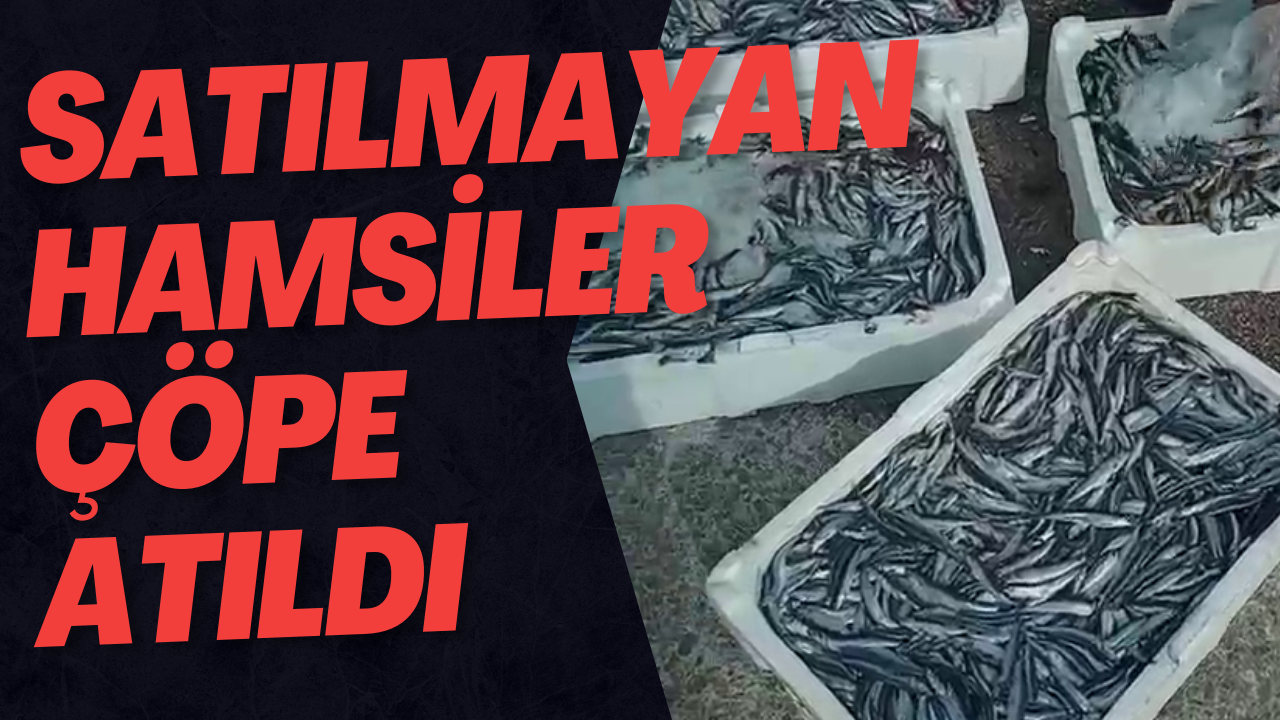 Satılmayan Hamsiler Çöpe Atıldı