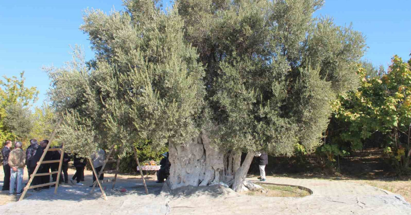 Mersin’de bin 300 yıllık zeytin ağacından hasat yapıldı