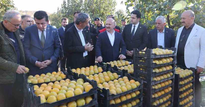 Trabzon hurmasının hasadı başladı