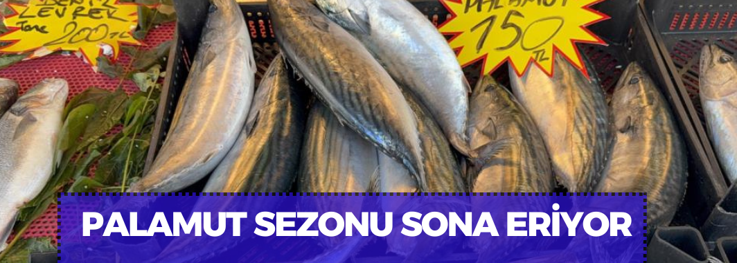 Palamut sezonu sona eriyor