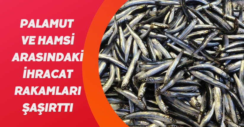 Palamut ve hamsi arasındaki ihracat rakamları şaşırttı