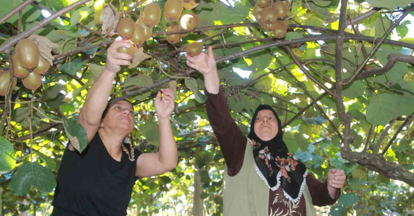 Hobi olarak üretimine başlanan kivide yıllık 300 milyon TL gelir bekleniyor