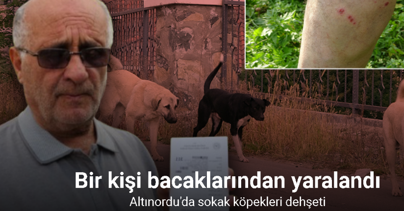 Altınordu’da sokak köpekleri dehşeti: Bir kişi bacaklarından yaralandı