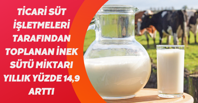 Ticari süt işletmeleri tarafından toplanan inek sütü miktarı yıllık yüzde 14,9 arttı