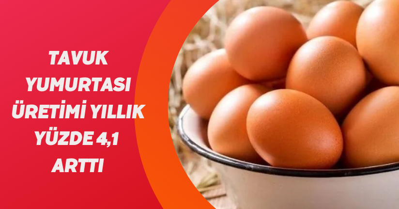 Tavuk yumurtası üretimi yıllık yüzde 4,1 arttı