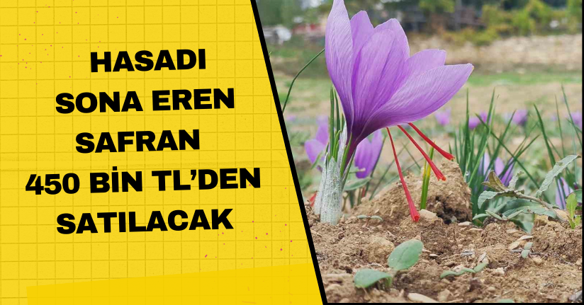 Hasadı sona eren safran 450 bin TL’den satılacak