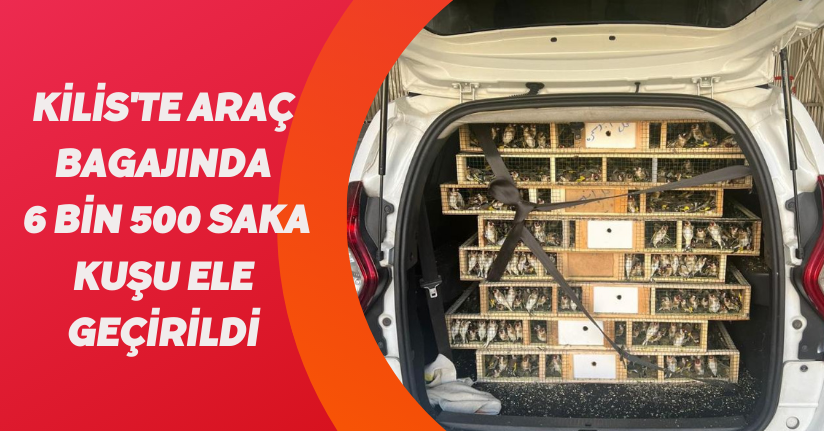 Kilis'te araç bagajında 6 bin 500 saka kuşu ele geçirildi