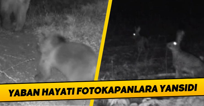  Yaban hayatı fotokapanlara yansıdı