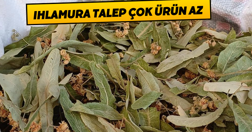 Ihlamura talep çok, ürün az