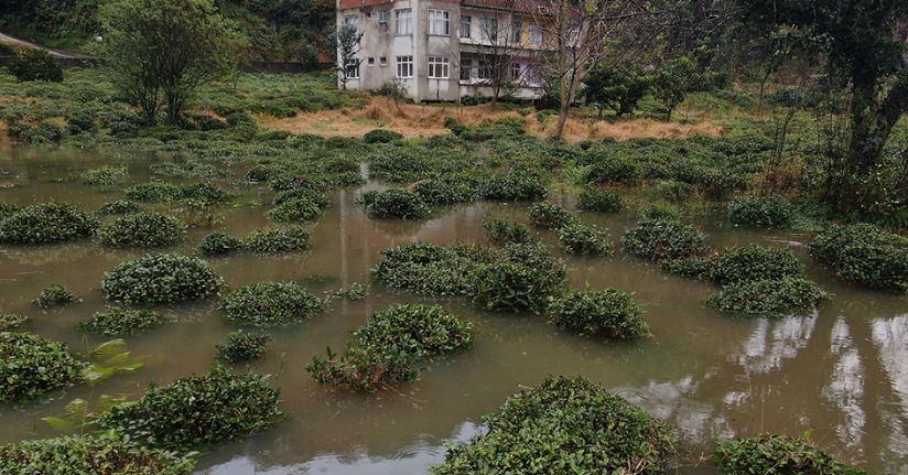 Rize’deki şiddetli yağıştan tarım arazileri de nasibini aldı